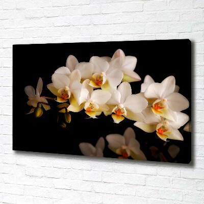 Fotobild Orchidee