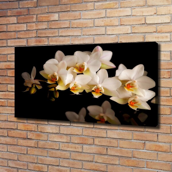 Fotobild Orchidee