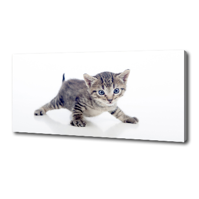 Wandbild Kleine Katze