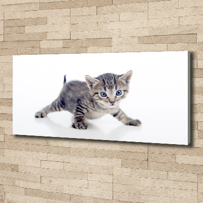 Wandbild Kleine Katze
