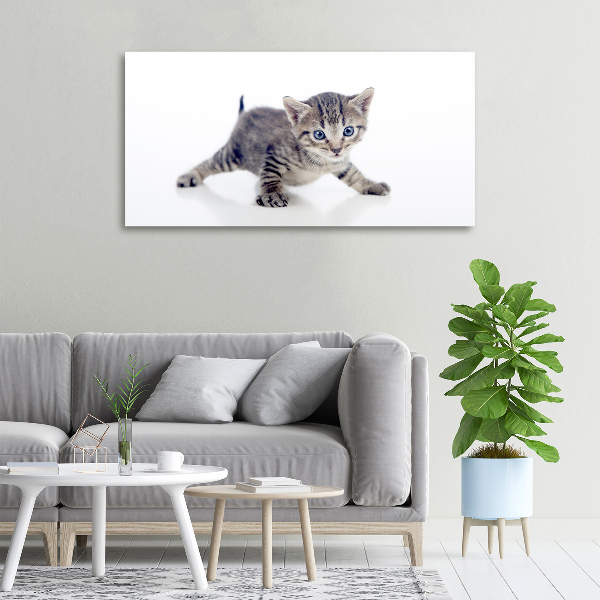 Wandbild Kleine Katze