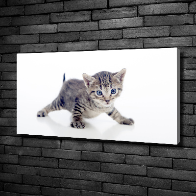 Wandbild Kleine Katze