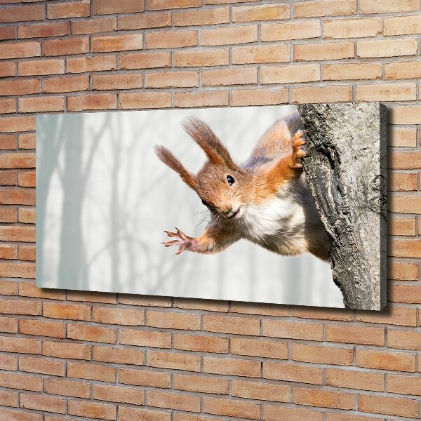 Bild auf leinwand Eichhörnchen