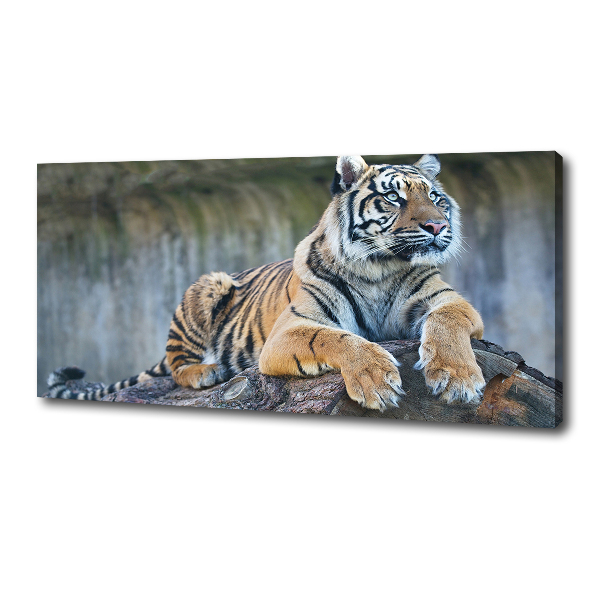 Wandbild Tiger