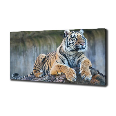 Wandbild Tiger