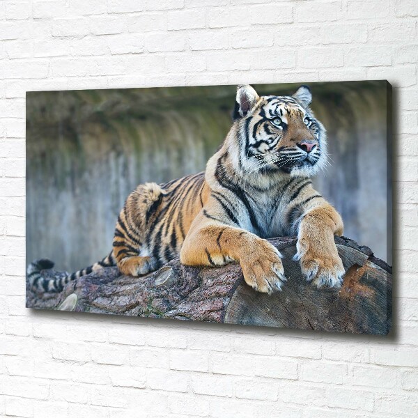 Wandbild Tiger