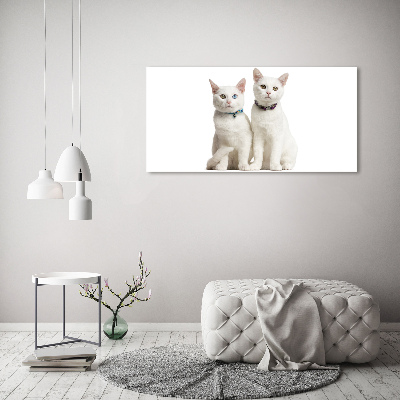 Fotobild Weiße Katzen