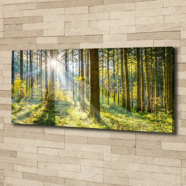 Bild auf leinwand Wald in der Sonne