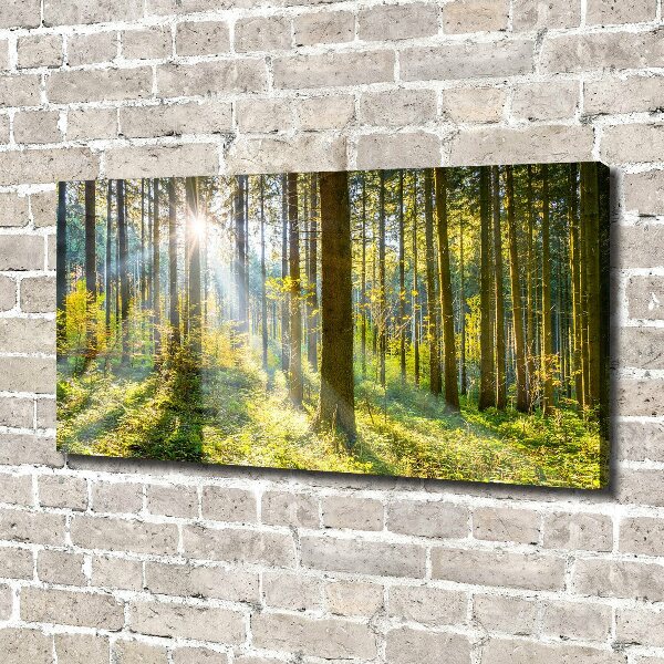 Bild auf leinwand Wald in der Sonne