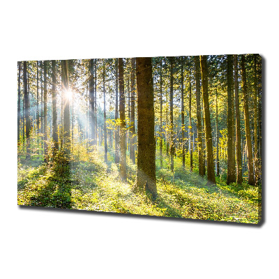 Bild auf leinwand Wald in der Sonne