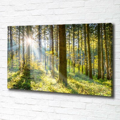Bild auf leinwand Wald in der Sonne