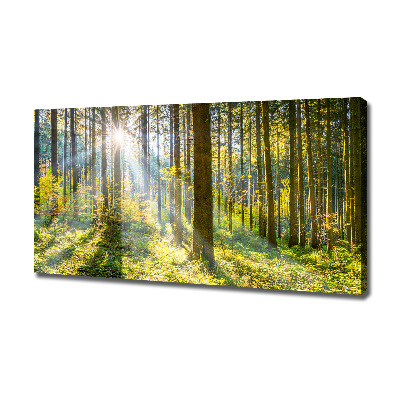 Bild auf leinwand Wald in der Sonne