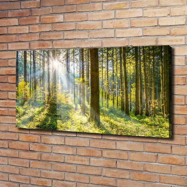 Bild auf leinwand Wald in der Sonne