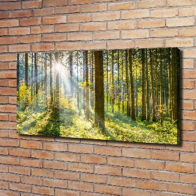 Bild auf leinwand Wald in der Sonne