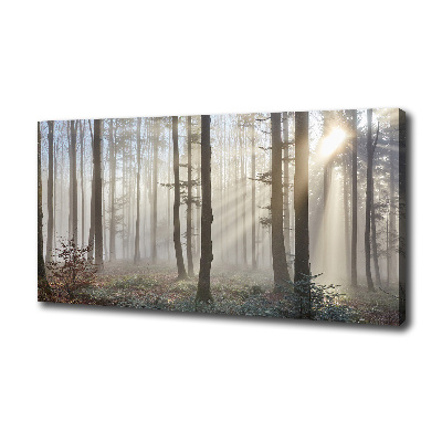 Bild auf leinwand Nebel im Wald