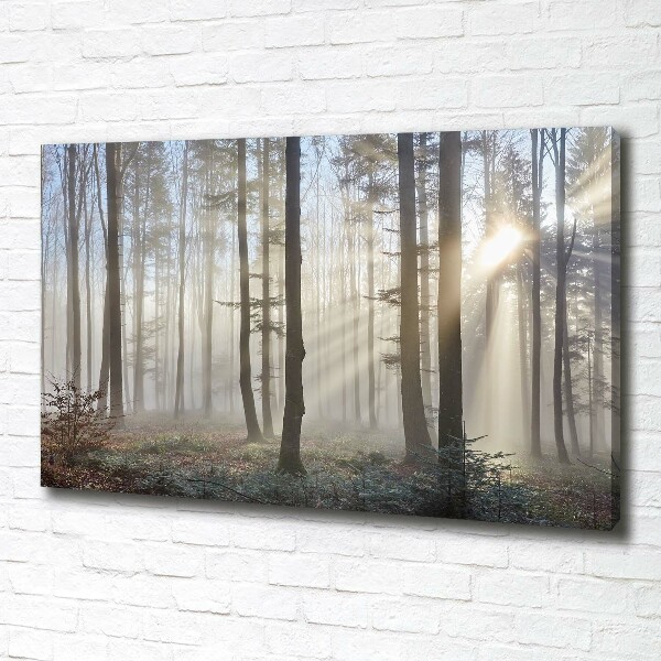 Bild auf leinwand Nebel im Wald