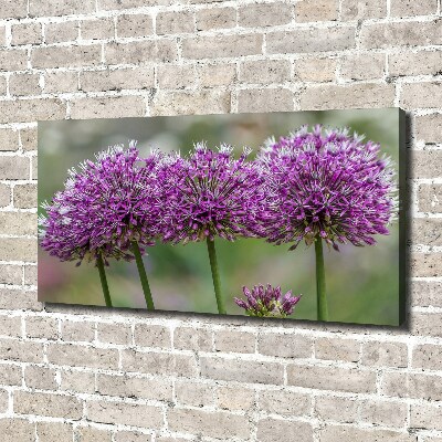 Bild auf leinwand Knoblauchblüte