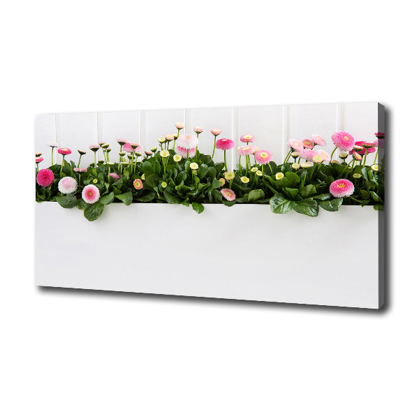 Wandbild Rosa Gänseblümchen