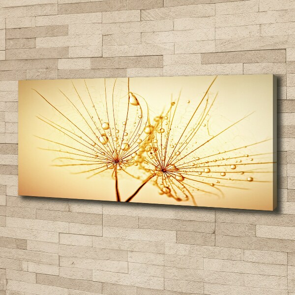 Fotobild Löwenzahnsamen