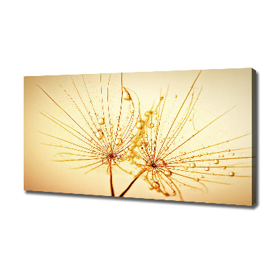 Fotobild Löwenzahnsamen