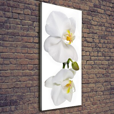 Wandbild vertikales Weiße Orchidee