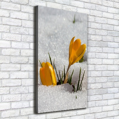 Foto auf leinwand vertikales Gelbe Krokusse