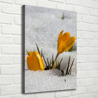 Foto auf leinwand vertikales Gelbe Krokusse