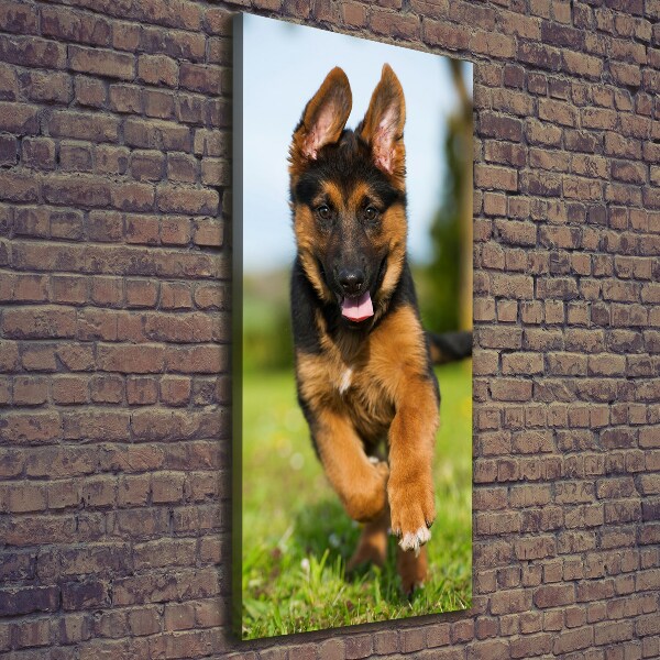 Foto leinwand vertikales Deutscher Schäferhund