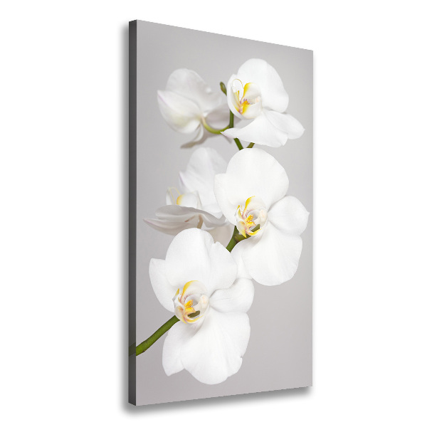 Foto auf leinwand vertikales Weiße Orchidee