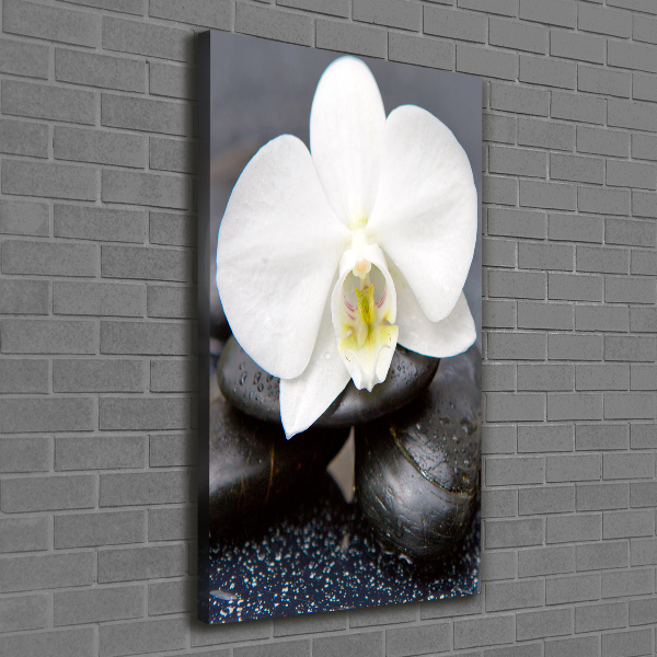 Foto leinwand vertikales Orchidee und Steine