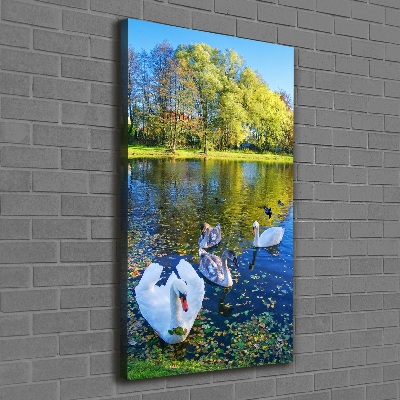 Foto auf leinwand vertikales Schwäne auf dem Teich
