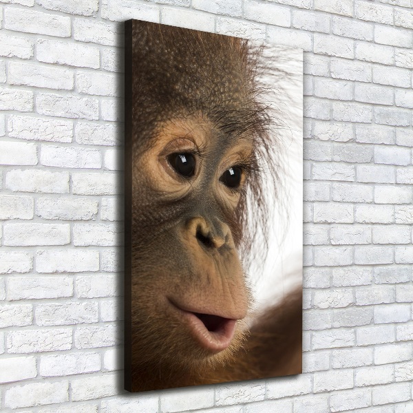Foto leinwand vertikales Junger Orang-Utan