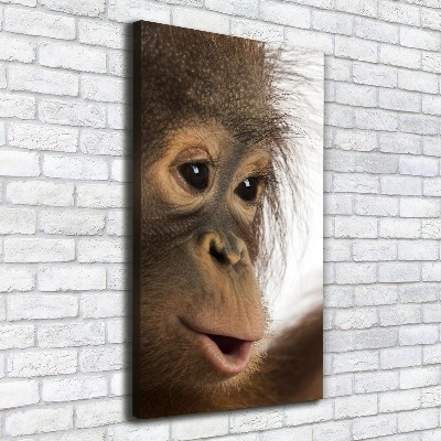 Foto leinwand vertikales Junger Orang-Utan