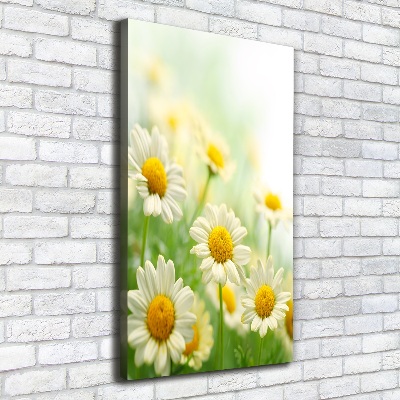 Foto leinwand vertikales Gänseblümchen