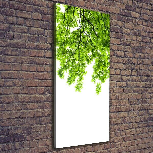 Foto leinwand vertikales Baumkrone
