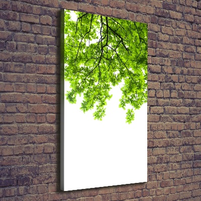 Foto leinwand vertikales Baumkrone
