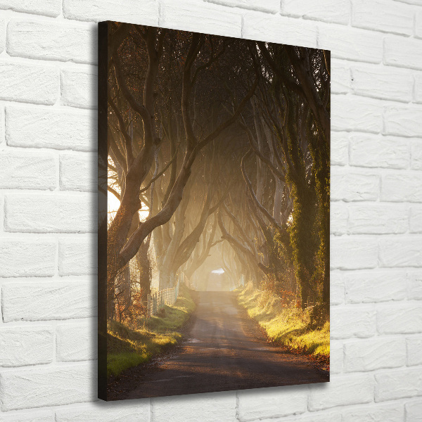 Foto auf leinwand vertikales Pfad im Wald