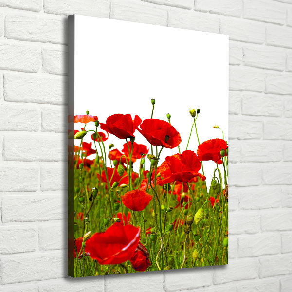 Foto auf leinwand vertikales Mohnfeld
