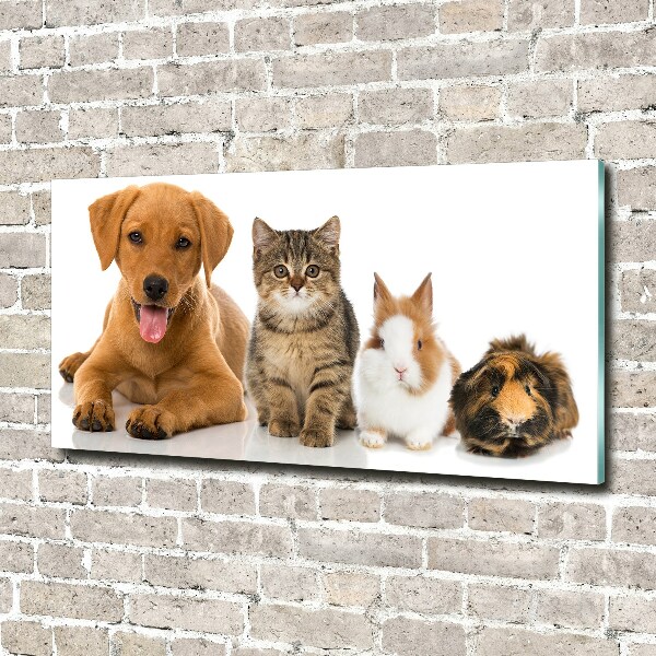 Foto glasbild Hund und Katze
