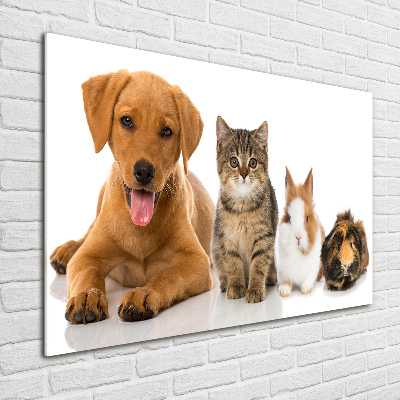 Foto glasbild Hund und Katze