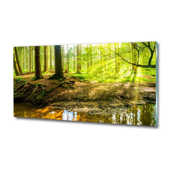 Glasbild Sonnenstrahlen im Wald