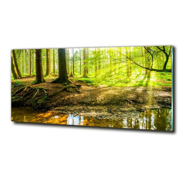 Glasbild Sonnenstrahlen im Wald
