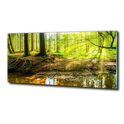 Glasbild Sonnenstrahlen im Wald