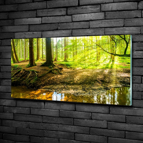 Glasbild Sonnenstrahlen im Wald