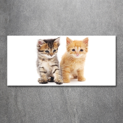 Foto glasbild Braune und rote Katze