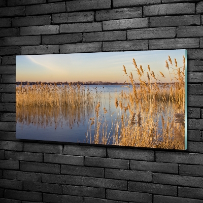 Glasbild Schilfrohr