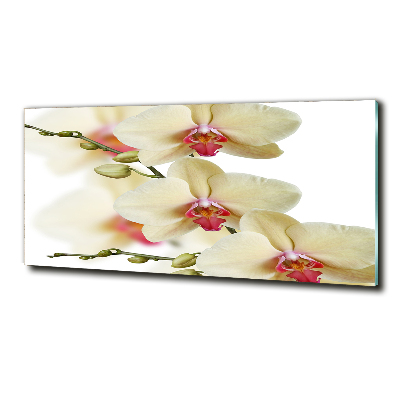 Foto glasbild Orchidee