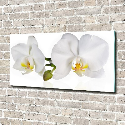 Foto glasbild Orchidee
