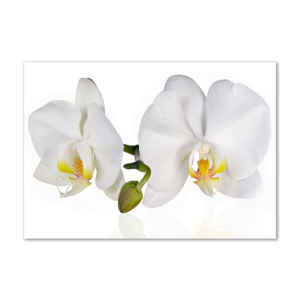 Foto glasbild Orchidee