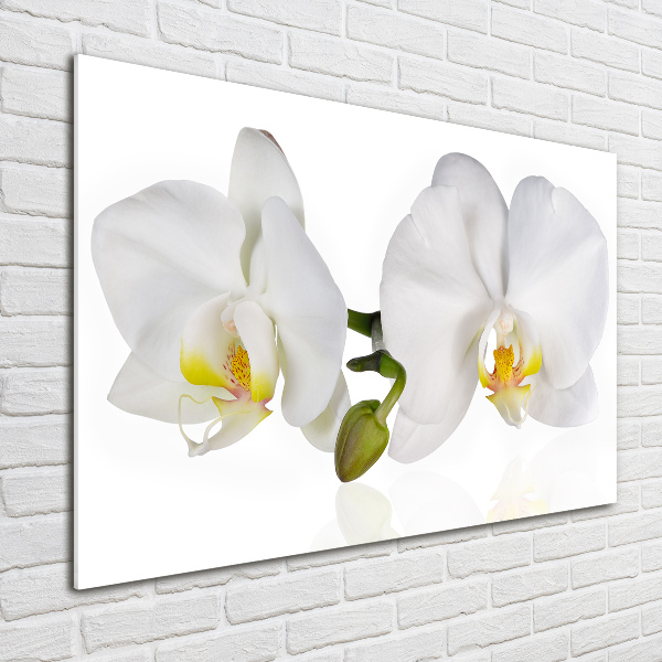 Foto glasbild Orchidee